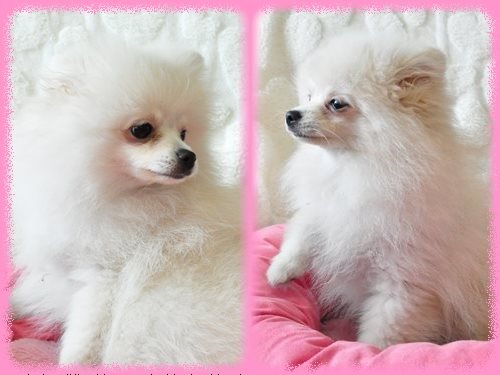 ポメラニアン　ブリーダー子犬販売専門店　Angel wan 東京　神奈川　千葉