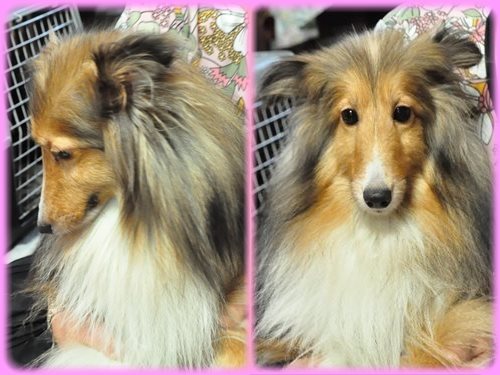 シェットランドシープドッグ　ブリーダー子犬販売専門店　Angel wan 東京　神奈川　千葉