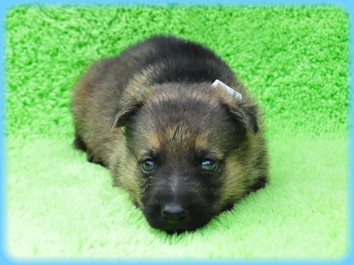 ジャーマンシェパードドッグ ブリーダー子犬販売専門店　Angel wan 東京　神奈川　千葉