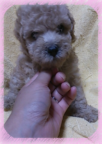 トイプードル ブリーダー子犬販売専門店 Angel Wan 東京 神奈川 千葉