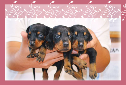 ドーベルマン　ブリーダー子犬販売専門店　Angel Wan 東京　神奈川　千葉