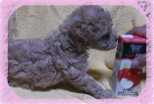 トイプードル ブリーダー子犬販売専門店 Angel Wan 東京 神奈川 千葉