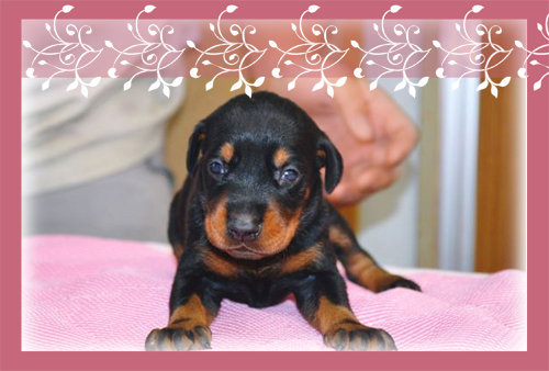 ドーベルマン　ブリーダー子犬販売専門店　Angel Wan 東京　神奈川　千葉