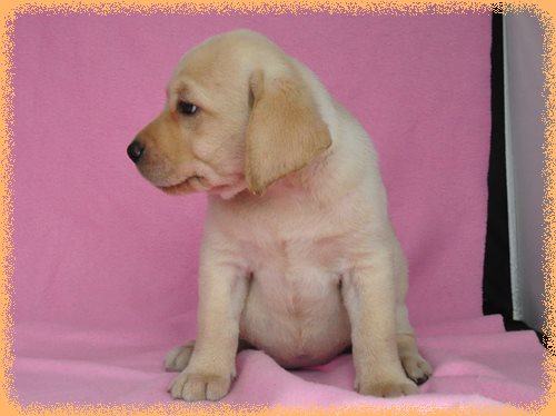 ラブラドールレトリバー　ブリーダー子犬販売専門店　Angel wan 東京　神奈川　千葉