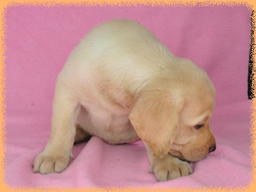 ラブラドールレトリバー　ブリーダー子犬販売専門店　Angel wan 東京　神奈川　千葉