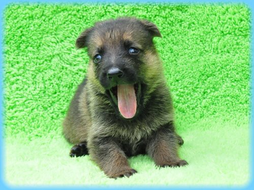 ジャーマンシェパードドッグ ブリーダー子犬販売専門店　Angel wan 東京　神奈川　千葉