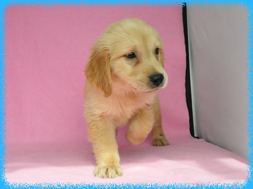 ゴールデンレトリバー　ブリーダー子犬販売専門店　Angel wan 東京　神奈川　千葉