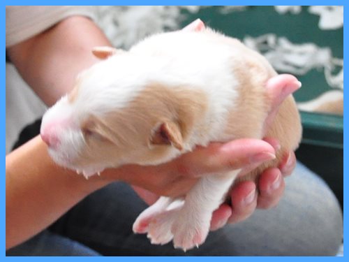 ボーダーコリー　ブリーダー子犬販売専門店　Angel wan 東京　神奈川　千葉