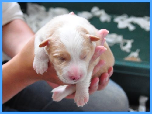 ボーダーコリー　ブリーダー子犬販売専門店　Angel wan 東京　神奈川　千葉