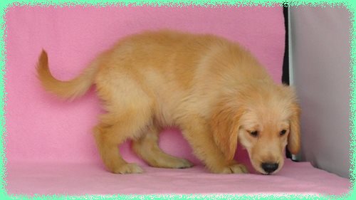 ゴールデンレトリバー　ブリーダー子犬販売専門店　Angel wan 東京　神奈川　千葉