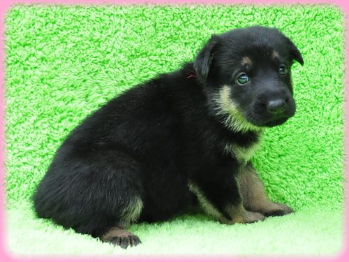 ジャーマンシェパードドッグ ブリーダー子犬販売専門店　Angel wan 東京　神奈川　千葉