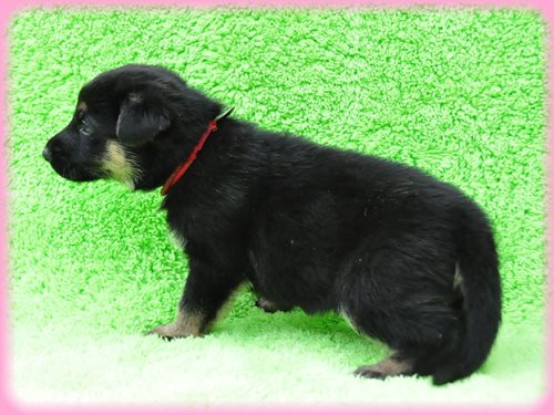 ジャーマンシェパードドッグ ブリーダー子犬販売専門店　Angel wan 東京　神奈川　千葉