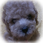 トイプードル ブリーダー子犬販売専門店 Angel Wan 横浜