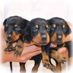ドーベルマン　ブリーダー子犬販売専門店　Angel Wan　横浜