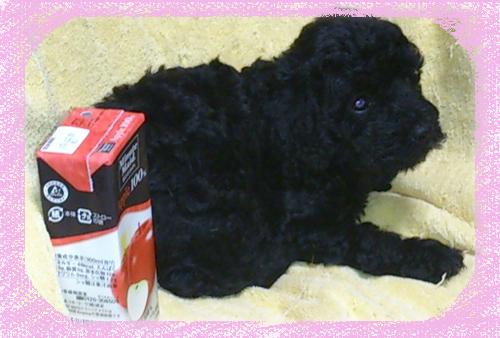 トイプードル　ブリーダー子犬販売専門店　Angel Wan 東京　神奈川　千葉