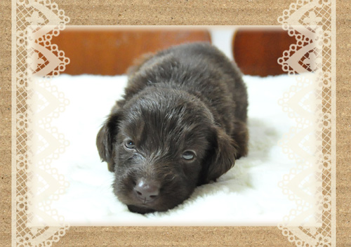 フラットコーテッドレトリバー　ブリーダー子犬販売専門店　Angel Wan 東京　神奈川　千葉