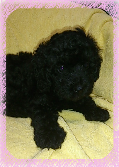 トイプードル　ブリーダー子犬販売専門店　Angel Wan 東京　神奈川　千葉