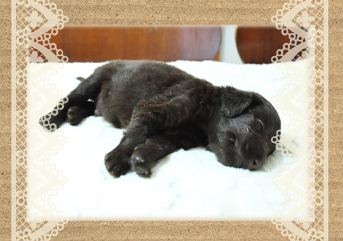 フラットコーテッドレトリバー　ブリーダー子犬販売専門店　Angel Wan 東京　神奈川　千葉