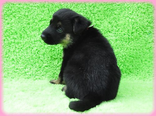 ジャーマンシェパードドッグ ブリーダー子犬販売専門店　Angel wan 東京　神奈川　千葉