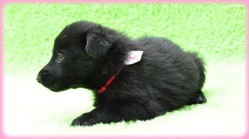 ジャーマンシェパードドッグ ブリーダー子犬販売専門店　Angel wan 東京　神奈川　千葉