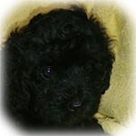 トイプードル　ブリーダー子犬販売専門店　Angel Wan　横浜