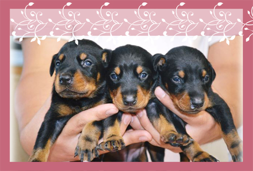 ドーベルマン ブリーダー子犬販売専門店 Angel Wan 東京 神奈川 千葉