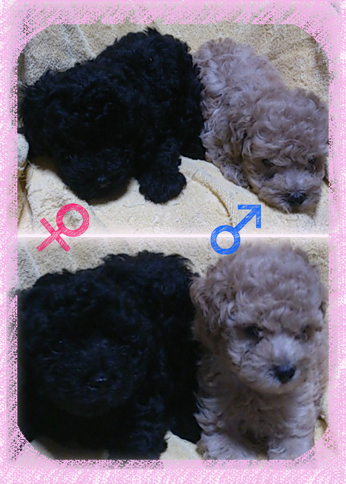 トイプードル ブリーダー子犬販売専門店 Angel Wan 東京 神奈川 千葉