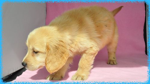 ゴールデンレトリバー　ブリーダー子犬販売専門店　Angel wan 東京　神奈川　千葉