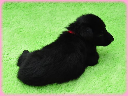 ジャーマンシェパードドッグ ブリーダー子犬販売専門店　Angel wan 東京　神奈川　千葉