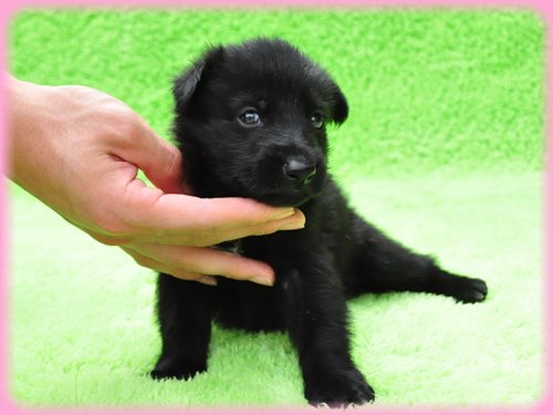 ジャーマンシェパードドッグ ブリーダー子犬販売専門店　Angel wan 東京　神奈川　千葉