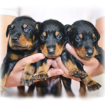 ドーベルマンの子犬 ブラック&タン 女の子 (♀) ドーベルマン ブリーダー子犬販売の専門店 Angel Wan 横浜