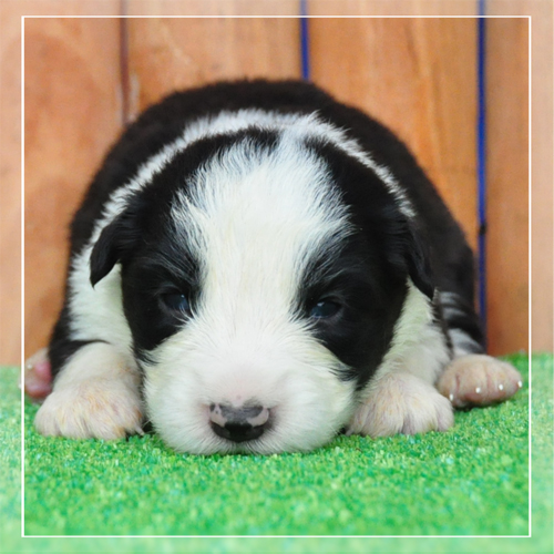 ボーダーコリー ブリーダー子犬販売専門店 Angel Wan 東京 神奈川 千葉