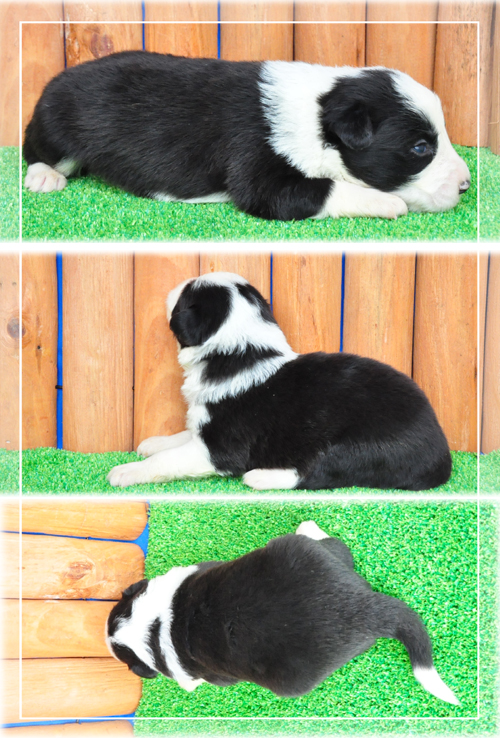 ボーダーコリー ブリーダー子犬販売専門店 Angel Wan 東京 神奈川 千葉