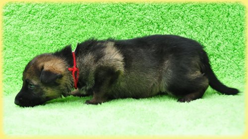 ジャーマンシェパードドッグ ブリーダー子犬販売専門店　Angel wan 東京　神奈川　千葉