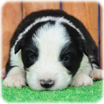 ボーダーコリー ブリーダー子犬販売専門店 Angel Wan 横浜