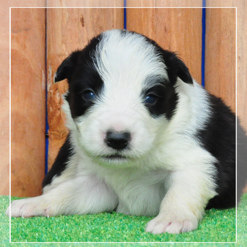 ボーダーコリー　ブリーダー子犬販売専門店　Angel Wan 東京　神奈川　千葉