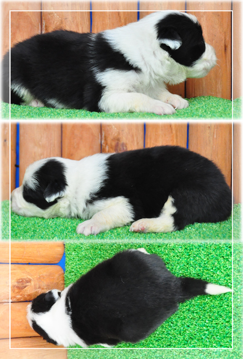 ボーダーコリー　ブリーダー子犬販売専門店　Angel Wan 東京　神奈川　千葉