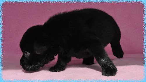 ラブラドールレトリバー　ブリーダー子犬販売専門店　Angel wan 東京　神奈川　千葉