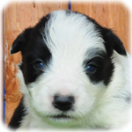 ボーダーコリー　ブリーダー子犬販売専門店　Angel Wan　横浜