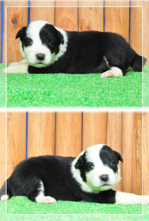 ボーダーコリー　ブリーダー子犬販売専門店　Angel Wan 東京　神奈川　千葉