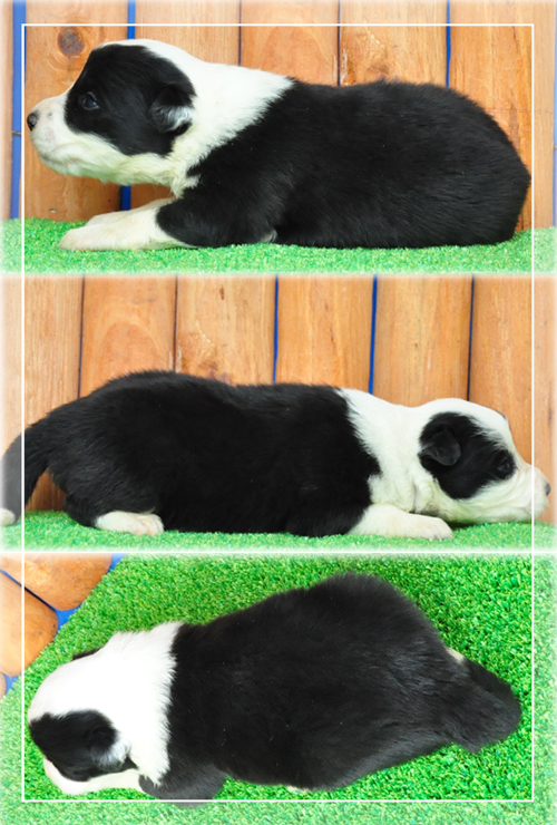 ボーダーコリー　ブリーダー子犬販売専門店　Angel Wan 東京　神奈川　千葉