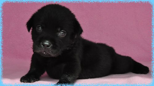 ラブラドールレトリバー　ブリーダー子犬販売専門店　Angel wan 東京　神奈川　千葉