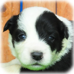 ボーダーコリー　ブリーダー子犬販売専門店　Angel Wan　横浜