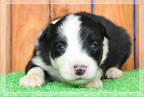 ボーダーコリー　ブリーダー子犬販売専門店　Angel Wan 東京　神奈川　千葉