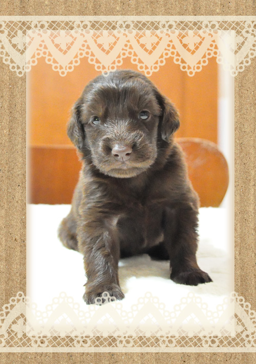 フラットコーテッドレトリバー ブリーダー子犬販売専門店 Angel Wan 東京 神奈川 千葉