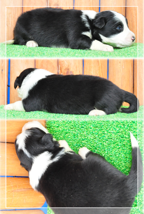 ボーダーコリー　ブリーダー子犬販売専門店　Angel Wan 東京　神奈川　千葉