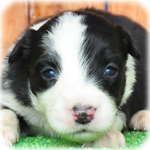 ボーダーコリー　ブリーダー子犬販売専門店　Angel Wan　横浜