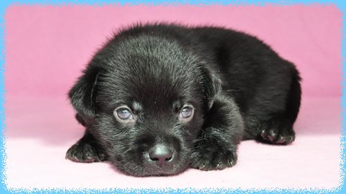 ラブラドールレトリバー　ブリーダー子犬販売専門店　Angel wan 東京　神奈川　千葉