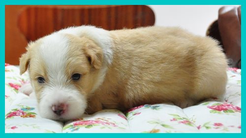 ボーダーコリー　ブリーダー子犬販売専門店　Angel wan 東京　神奈川　千葉