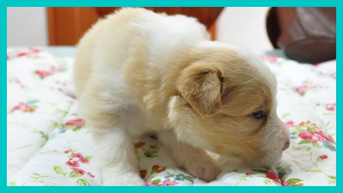 ボーダーコリー　ブリーダー子犬販売専門店　Angel wan 東京　神奈川　千葉